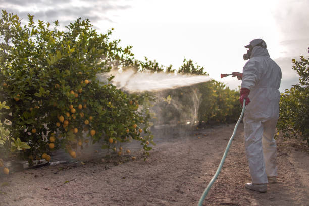 Best Pest Control Near Me  in Wabasso, FL